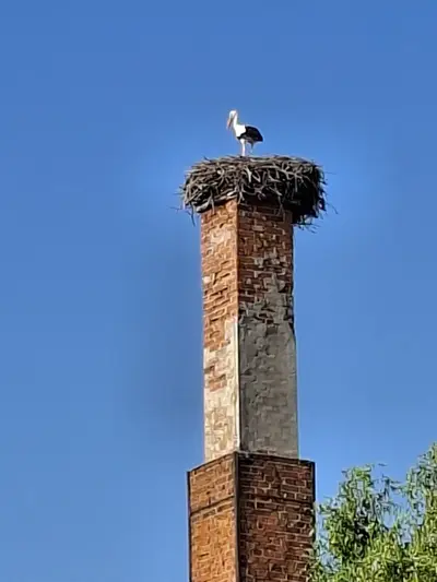 Bocian na gnieździe na kominie w okolicy ul. Majdan